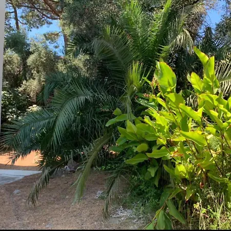 Le Marie Louise - Oliveraie - Ile Rousse *